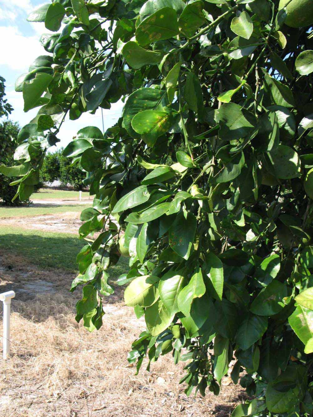              Sun leaves (Winter Haven, FL)       